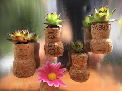 Mini-pots aimantés plantes grasses